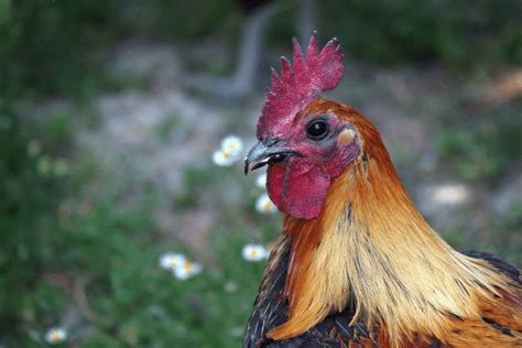 9 Popular Fighting Rooster Breeds (Gamefowl Facts).